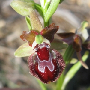 Photographie n°17385 du taxon Ophrys provincialis (Baumann & Künkele) Paulus [1988]