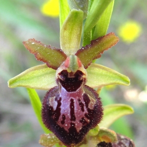 Photographie n°17386 du taxon Ophrys passionis Sennen [1926]