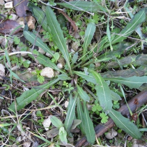 Photographie n°17391 du taxon Diplotaxis tenuifolia (L.) DC. [1821]