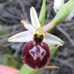 Photographie n°17394 du taxon Ophrys exaltata subsp. arachnitiformis (Gren. & Philippe) Del Prete [1984]