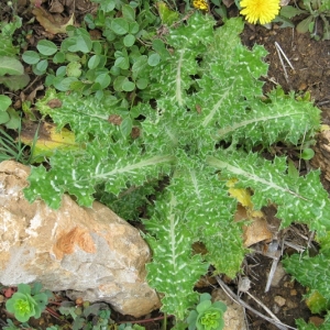 Photographie n°17396 du taxon Scolymus hispanicus L. [1753]