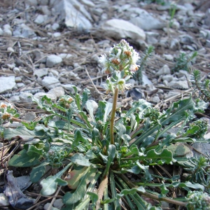 Photographie n°17399 du taxon Reseda phyteuma L. [1753]