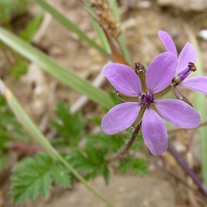 Photographie n°17400 du taxon Erodium cicutarium (L.) L'Hér. [1789]