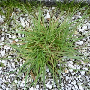 Photographie n°17410 du taxon Bromus tectorum L. [1753]