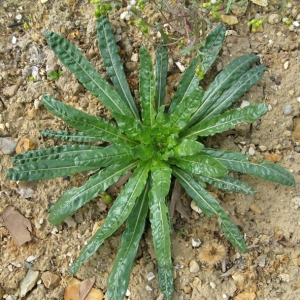 Photographie n°17417 du taxon Reseda luteola L. [1753]