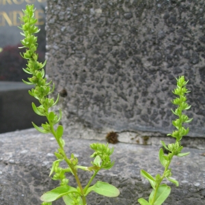 Photographie n°17420 du taxon Veronica peregrina L. [1753]