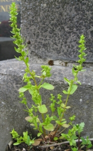 Bertrand BUI, le 14 mai 2010 (Paris (Cimetière de Gentilly))