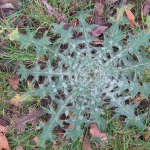 Photographie n°17421 du taxon Cirsium vulgare (Savi) Ten. [1838]