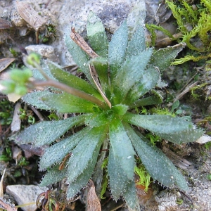 Photographie n°17424 du taxon Erophila verna subsp. verna