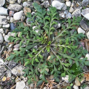 Photographie n°17428 du taxon Papaver dubium L. [1753]