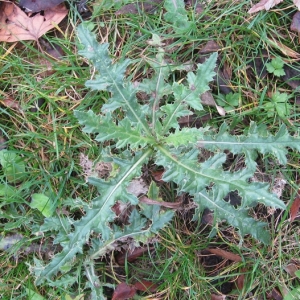 Photographie n°17442 du taxon Cirsium arvense (L.) Scop. [1772]