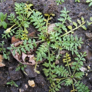 Photographie n°17443 du taxon Lepidium didymum L. [1767]