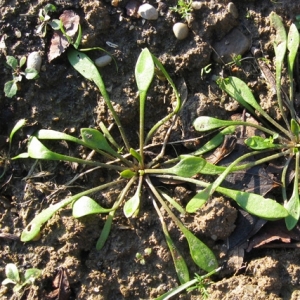 Photographie n°17455 du taxon Claytonia perfoliata Donn ex Willd. [1798]