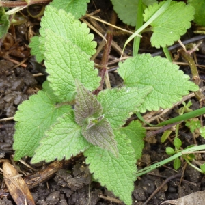 Photographie n°17461 du taxon Lamium album L. [1753]