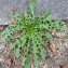  Bertrand BUI - Crepis capillaris (L.) Wallr. [1840]