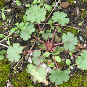 Photographie n°17480 du taxon Geranium rotundifolium L. [1753]