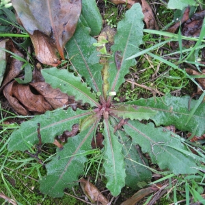 Photographie n°17491 du taxon Picris echioides L. [1753]