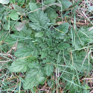 Photographie n°17497 du taxon Senecio jacobaea L. [1753]