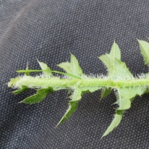 Photographie n°17508 du taxon Sonchus asper (L.) Hill [1769]