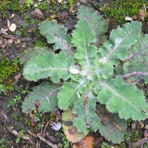 Photographie n°17510 du taxon Sonchus oleraceus L. [1753]