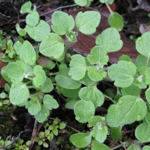 Photographie n°17511 du taxon Veronica hederifolia L. [1753]