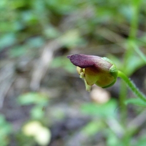 Photographie n°17513 du taxon Scrophularia nodosa L. [1753]