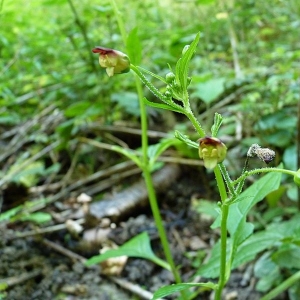 Photographie n°17514 du taxon Scrophularia nodosa L. [1753]