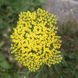 Photographie n°17519 du taxon Achillea filipendulina Lam. [1783]