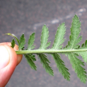 Photographie n°17520 du taxon Achillea filipendulina Lam. [1783]