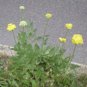 Photographie n°17521 du taxon Achillea filipendulina Lam. [1783]