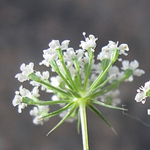 Photographie n°17523 du taxon Ammi majus L. [1753]