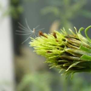 Photographie n°17524 du taxon Bidens pilosa L. [1753]