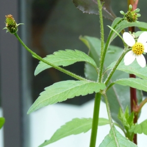 Photographie n°17527 du taxon Bidens pilosa L. [1753]