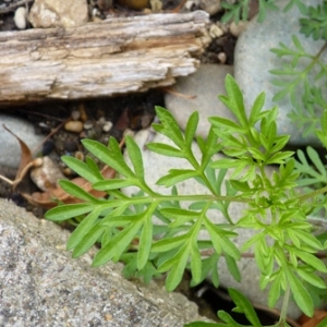 Photographie n°17529 du taxon Bidens triplinervia Humb., Bonpl. & Kunth