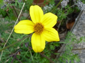 Bertrand BUI, le 18 août 2010 (Paris (Cimetière Montparnasse))