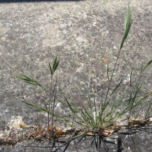 Photographie n°17533 du taxon Bromus lanceolatus Roth [1797]