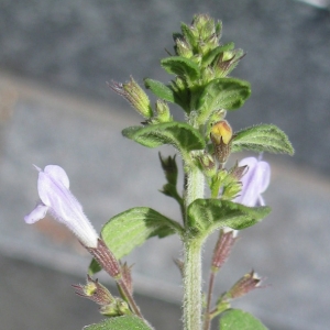 Photographie n°17538 du taxon Calamintha nepeta (L.) Savi [1798]