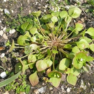 Photographie n°17541 du taxon Claytonia perfoliata Donn ex Willd. [1798]