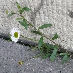 Photographie n°17544 du taxon Erigeron karvinskianus DC. [1836]