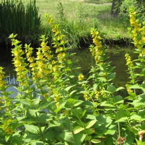 Photographie n°17549 du taxon Lysimachia punctata L. [1753]