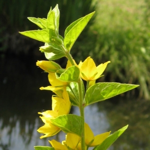 Photographie n°17550 du taxon Lysimachia punctata L. [1753]