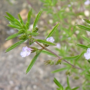Satureja hortensis L. (Sarriette annuelle)