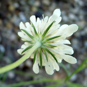 Photographie n°17554 du taxon Scabiosa columbaria L. [1753]