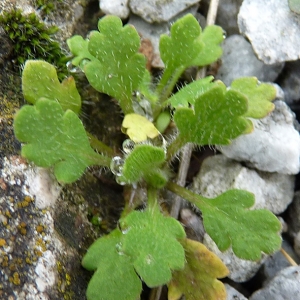 Photographie n°17567 du taxon Papaver dubium L. [1753]