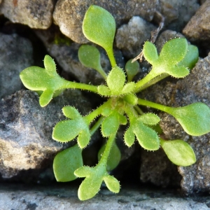 Photographie n°17569 du taxon Saxifraga tridactylites L. [1753]