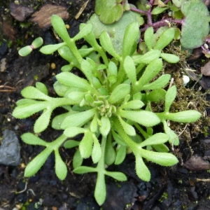 Photographie n°17570 du taxon Saxifraga tridactylites L. [1753]