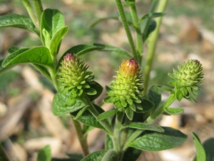 Bertrand BUI, le  7 octobre 2009 (Septèmes-les-Vallons (La Haute Bédoule))