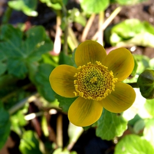 Photographie n°17589 du taxon Caltha palustris L. [1753]