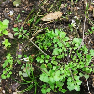 Photographie n°17597 du taxon Cardamine hirsuta L. [1753]