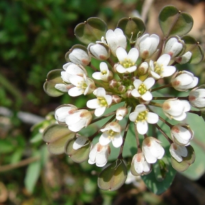 Photographie n°17610 du taxon Kandis perfoliata (L.) Kerguélen [1993]